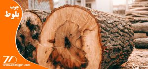 چوب بلوط