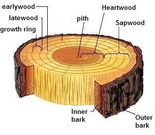 رشد چوب