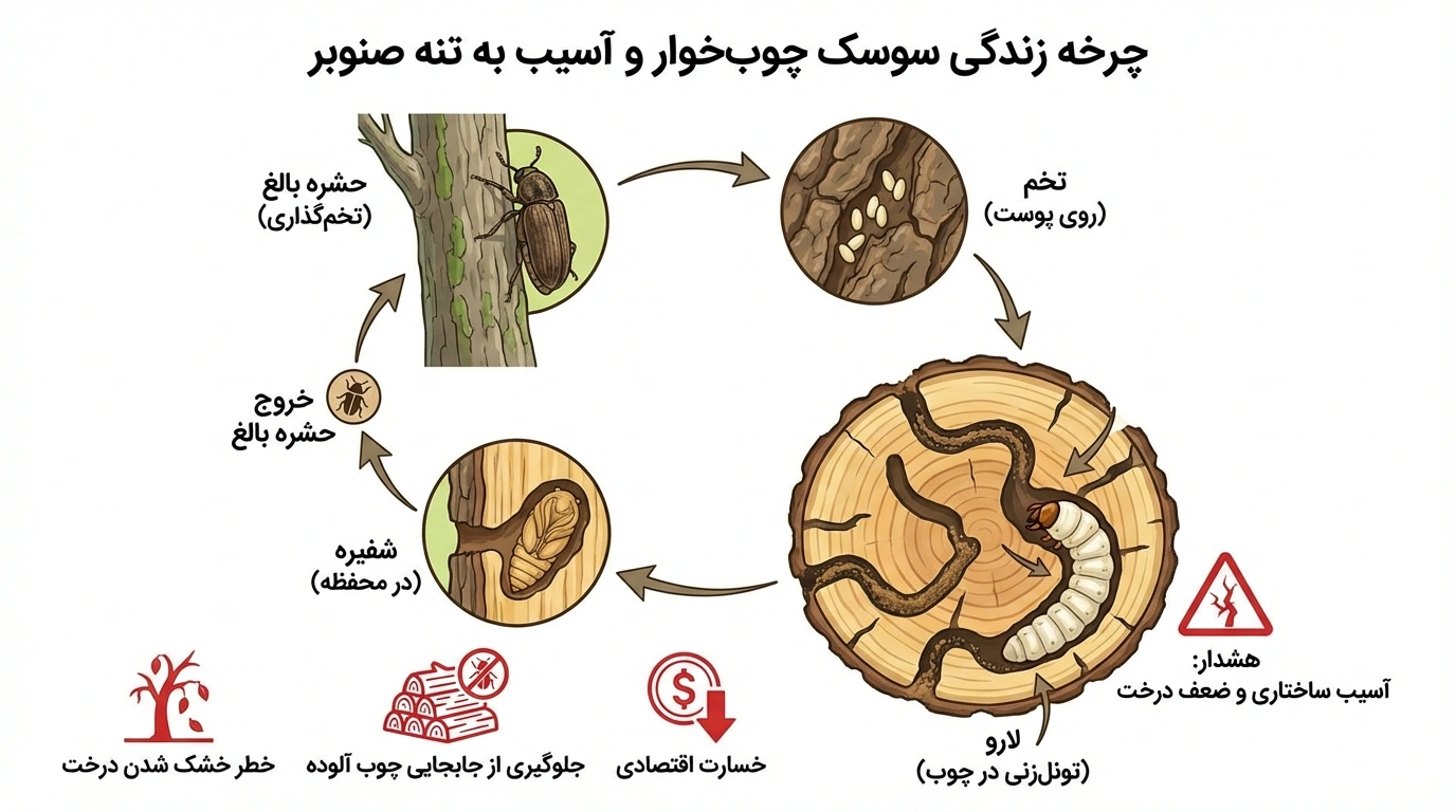 خسارات سوسک چوب‌خوار به تنه درخت سپیدار